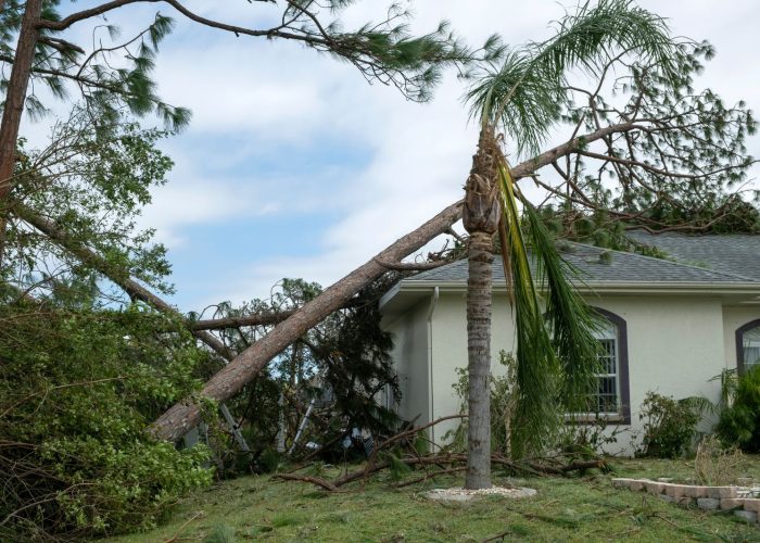 Fallen Tree & Debris Impact Repair